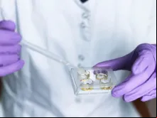 Fertilização in vitro. Imagem referencial.