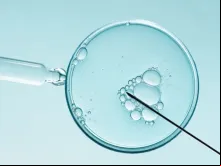 Fertilização in vitro. Imagem referencial.