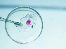 Fertilização in vitro. Imagem referencial.