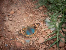 Imagem referencial: Junonia Genoveva Hilaris.