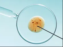 Fertilização in vitro. Foto: Shutterstock