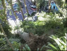 Árvore que caiu no Funchal em 15 de agosto de 2017