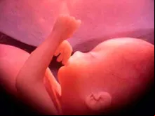 Bebê de 30 semanas no útero. Crédito: Ivon19