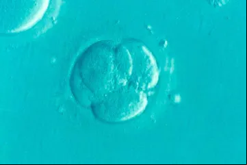 Embryo_pixabay_200819.jpg