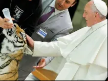 Papa Francisco acaricia o tigre no Sala Paulo VI.