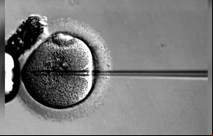 Inseminação artificial. Foto referencial. Domínio público
