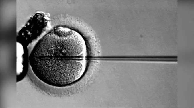 InseminacionArtificial_WikipediaDominioPublico_020216.jpg ?? 