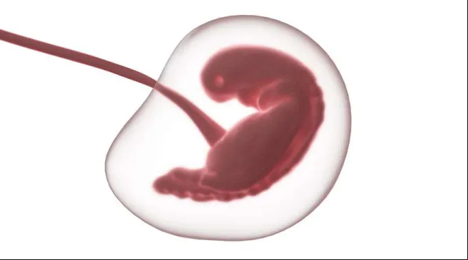 LatidosCorazonAborto_Pixabay_180221.jpg ?? 