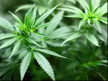 Planta de maconha.