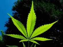 Planta da maconha.
