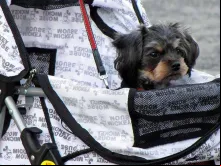 Um cachorro é levado em um carrinho semelhante ao que se usa para bebês.