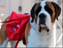 Magnum, o cão São Bernardo que esteva com o Papa Francisco.