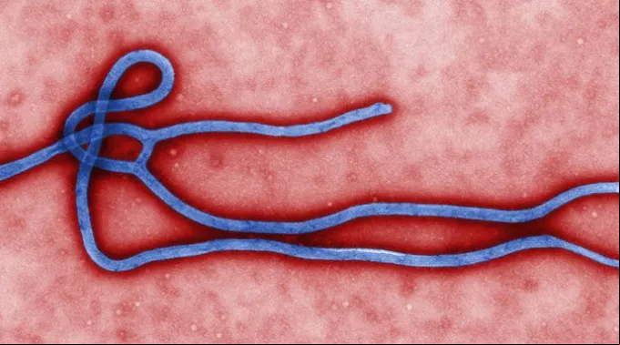 Virion_Ebola_CDC.jpg ?? 