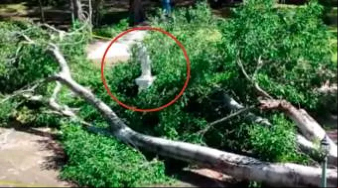 imagenvirgenfotopparbolpuertorico.jpg ?? 